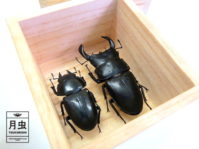 クワガタ・カブトムシ標本の作り方！ | 月虫