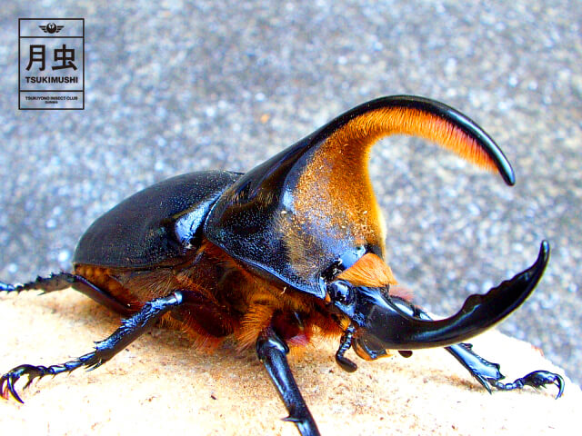 サタンオオカブトの飼育に挑戦！立派な成虫を育ててみよう！ | 月虫