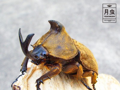 サビイロカブトの飼育に挑戦！立派な成虫を育ててみよう！