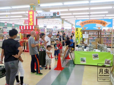 クワガタとカブトムシのイベントinセキチュー高崎矢中店2019