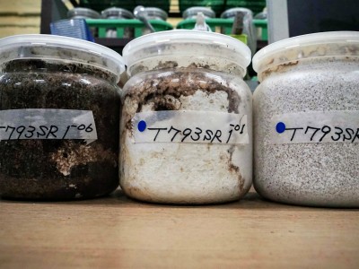 菌糸ビンとは？クワガタ幼虫の定番飼育アイテム