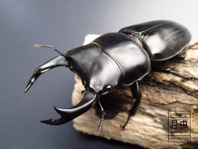 世界のオオワガタのご紹介｜王道のクワガタムシ