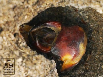 オオクワガタ｜蛹から成虫へ！「初心者☆よーこの虫の部屋」Ⅷ