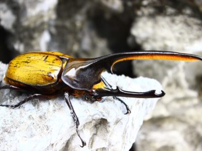 カブトムシ幼虫飼育 月虫